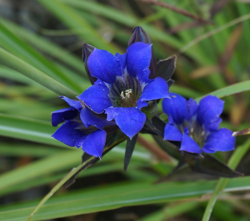 Gentiana_scabra_2.jpg