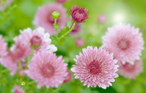 chrysanthemum_chorus_by_hummingbird44-d4q2sd3.jpg